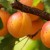 Apricot Sibiryak Baikalova: variety description, cultivation features, reviews