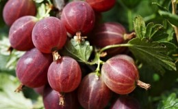 Sweet gooseberry variety with dark red berries Hinnonmaki Red