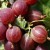 The sweetest and largest gooseberry: description of varieties