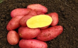 Medium-early, unpretentious Red Fantasy potato variety with bright oval tubers