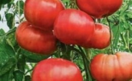 New hybrid Love: planting scheme and care features for a good harvest