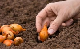 Features and schemes for planting onions in the fall before winter
