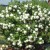 How and what to feed viburnum Buldenezh in spring