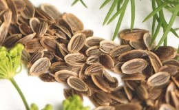 Beneficial properties of dill seeds and contraindications for their use