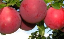 What is good about the cherry plum variety July Rose and why it is worth growing