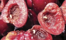What to do if the cherry is wormy