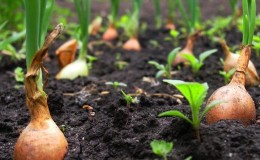 Technology for planting onions before winter: at what depth and distance from each other to plant
