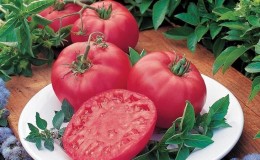An early ripening variety that you will definitely like - Pink Dream tomato