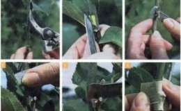 How to carry out pear cuttings in summer: step-by-step instructions and useful tips