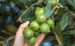 Where and how does macadamia nut grow and how is it used?