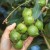 Where and how does macadamia nut grow and how is it used?