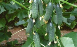 Early ripening cucumbers Zyatek F1 with high yield and excellent disease resistance