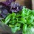 How to properly store fresh basil in the refrigerator