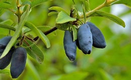 New large-fruited resistant honeysuckle variety Yugana