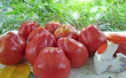 Ideal for preservation and easy to care for, the Japanese truffle tomato: reviews, photos and growing secrets