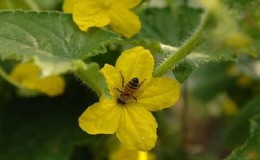 What is barren flower on cucumbers and the features of its treatment that you may not know about