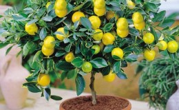 When does a lemon start to bear fruit at home?