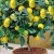 When does a lemon start to bear fruit at home?