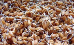 Step-by-step guide on how to germinate wheat at home