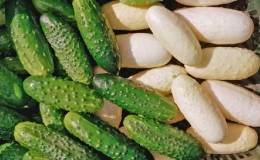 Exotics in your beds - white cucumbers: varieties, growing characteristics and differences from green ones