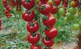 Long vines strewn with delicious tomatoes - Rapunzel tomato: description, photo and growing instructions