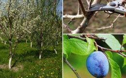 Step-by-step instructions for pruning a plum tree in the summer with your own hands