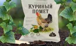 Rules for feeding cucumbers with chicken droppings in open ground and greenhouses