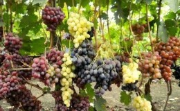 Recommendations from experienced winegrowers: is it possible to plant different varieties of grapes side by side and what are the benefits and harms of this?