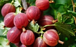 An unpretentious thornless gooseberry variety Consul with excellent taste and strong immunity