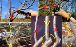 Why do you need to prune cherry trees in summer and how to do it correctly