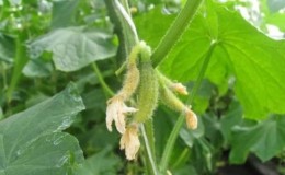 Why cucumber ovaries rot: causes of the problem, methods of solving and preventing it