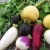 The difference between turnips and radishes