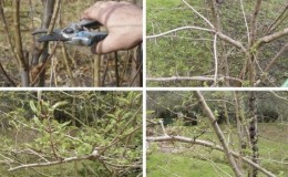 How to properly prune viburnum in autumn (regular and decorative)