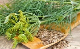 Medicinal properties of dill seeds: folk recipes and contraindications