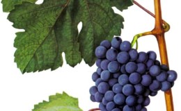 Description of the most delicious grape varieties