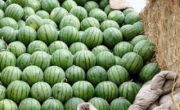 At what temperature and how long can watermelon be stored?