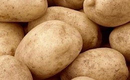 The mid-late potato variety Tuleevsky, popular among gardeners
