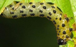 How, when and with what to treat gooseberries against caterpillars if there are already berries