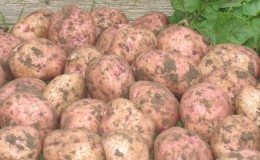 Potato variety Ilyinsky, suitable for any soil and climatic conditions