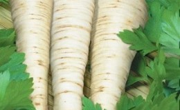 Planting and caring for root parsley in open ground