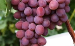 Calorie content of sultana grapes and its beneficial properties for health