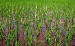 Features of rice cultivation in the Krasnodar region