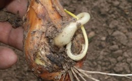 What type of worms is the onion nematode, and how to fight it