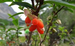 Red honeysuckle - edible or not
