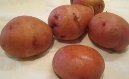 Unpretentious mid-season potato variety Irbitsky from domestic breeders