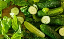 Mid-season hybrid of cucumbers Prestige from domestic breeders