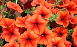 What are the benefits of petunia flowers and how to grow them correctly