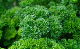 Why parsley was banned in Russia: are there any narcotic substances in the plant?