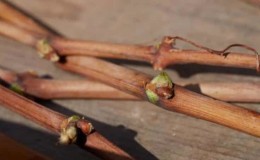 Step-by-step instructions for grafting grapes in the fall