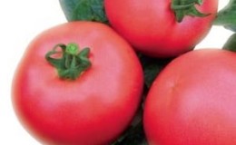 Early maturing hybrid from French breeders - Alesi tomato: overview of advantages, disadvantages and features